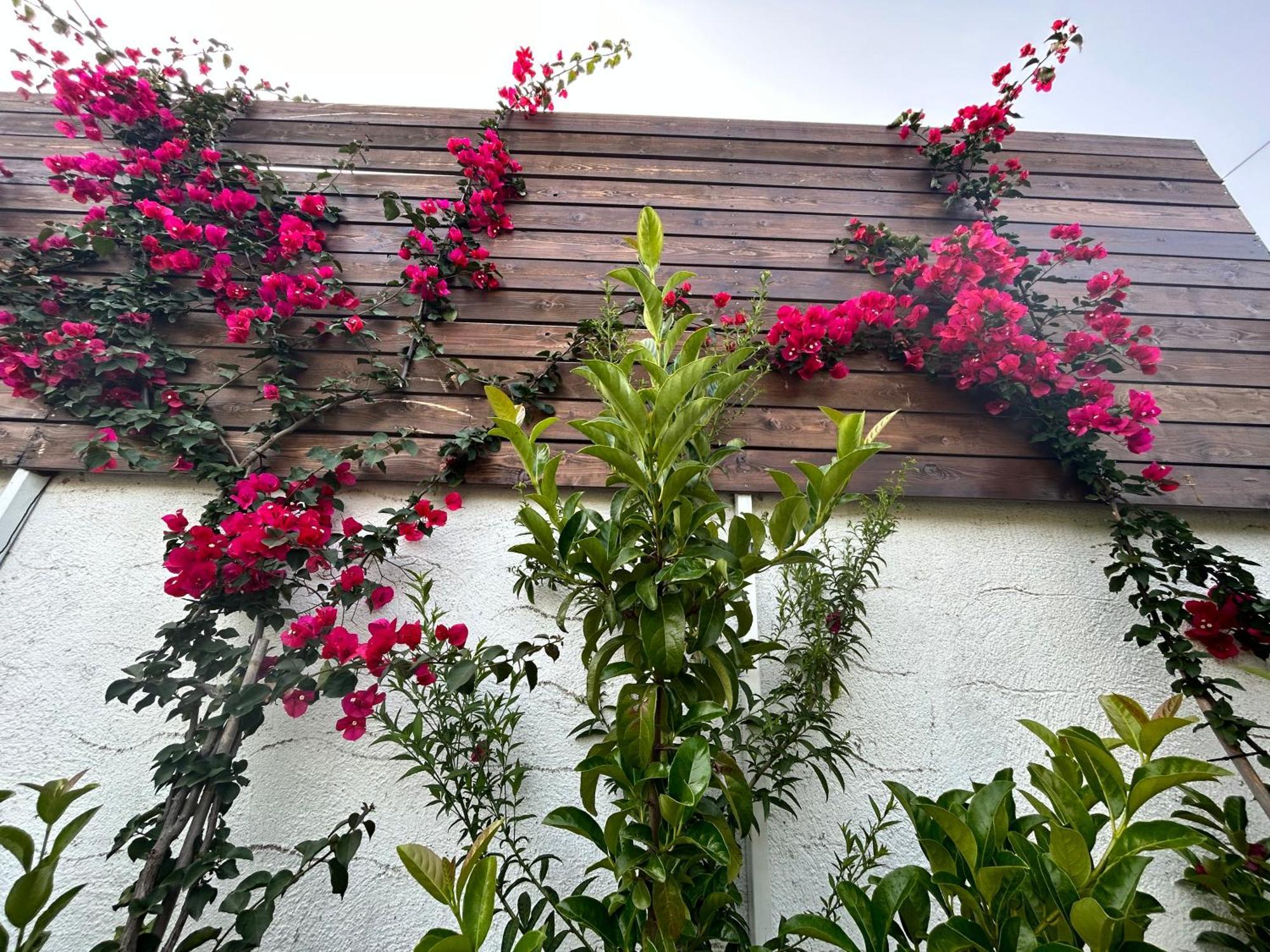 Aithonas Villa Archangelos  Rom bilde